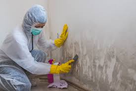 Why You Should Choose Our Mold Remediation Services in Woodmoor, CO